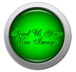 Send Us Your Vine Images